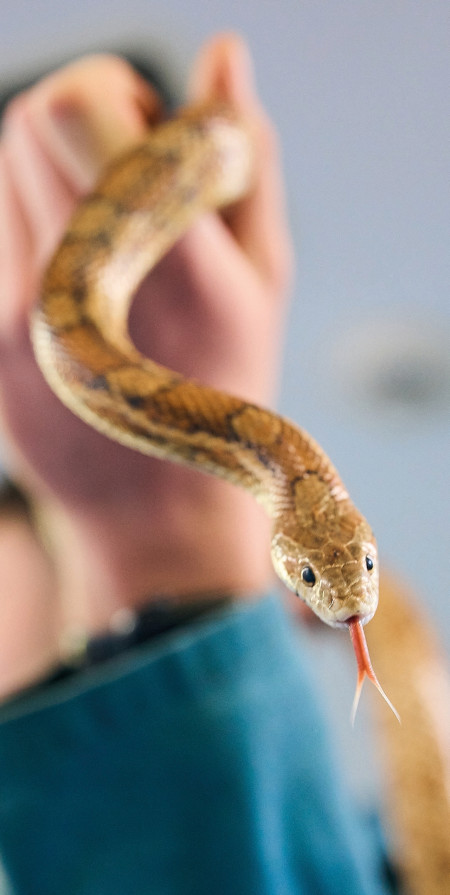 bedes-zoology-19.jpg