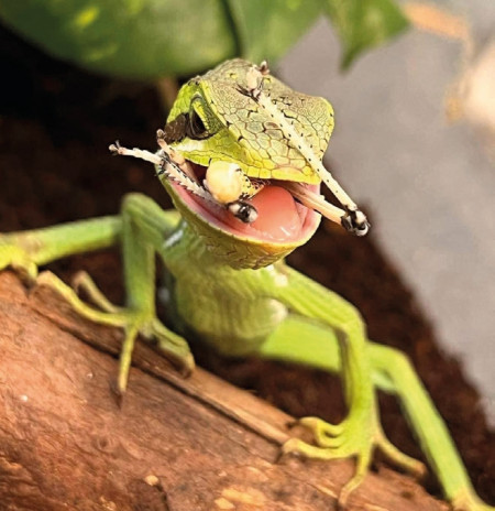 bedes-zoology-20.jpg